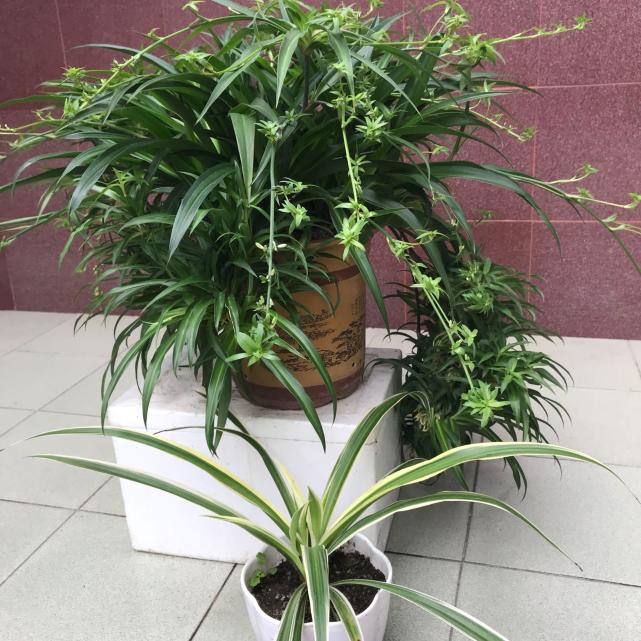 # 玉米草种植方法：从播种到收获的全方位指南
