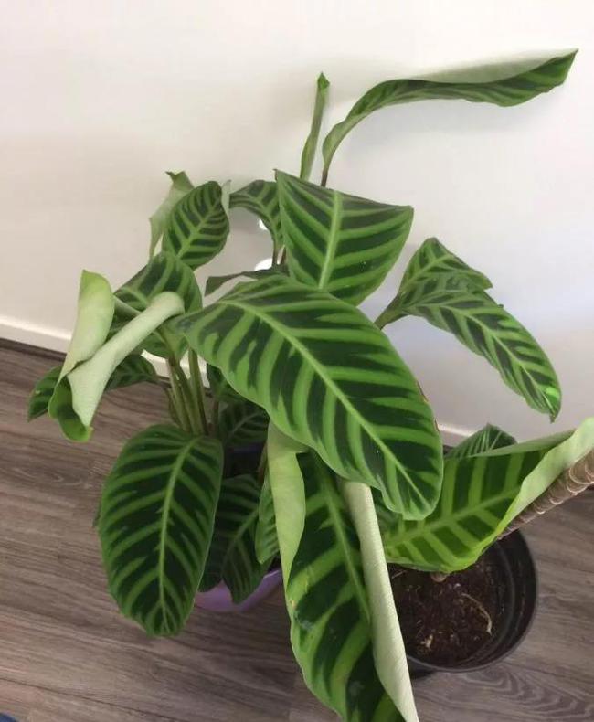 豆角的种植方法：掌握关键技巧，收获丰硕果实