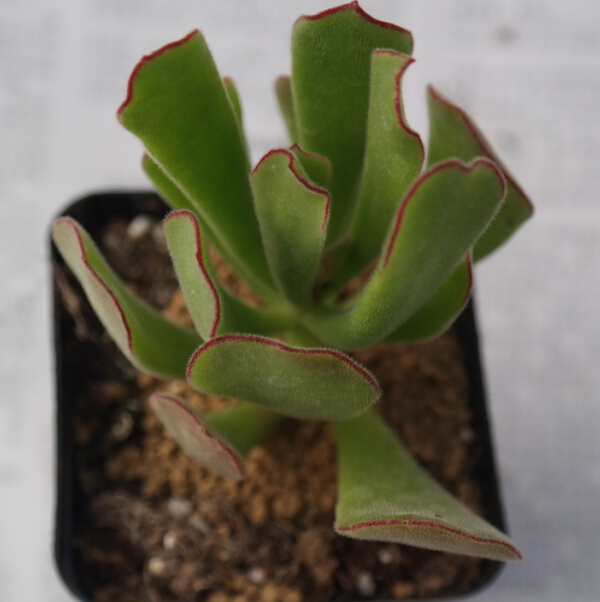 四季豆种植时间和方法：家庭菜园的绿色宝藏