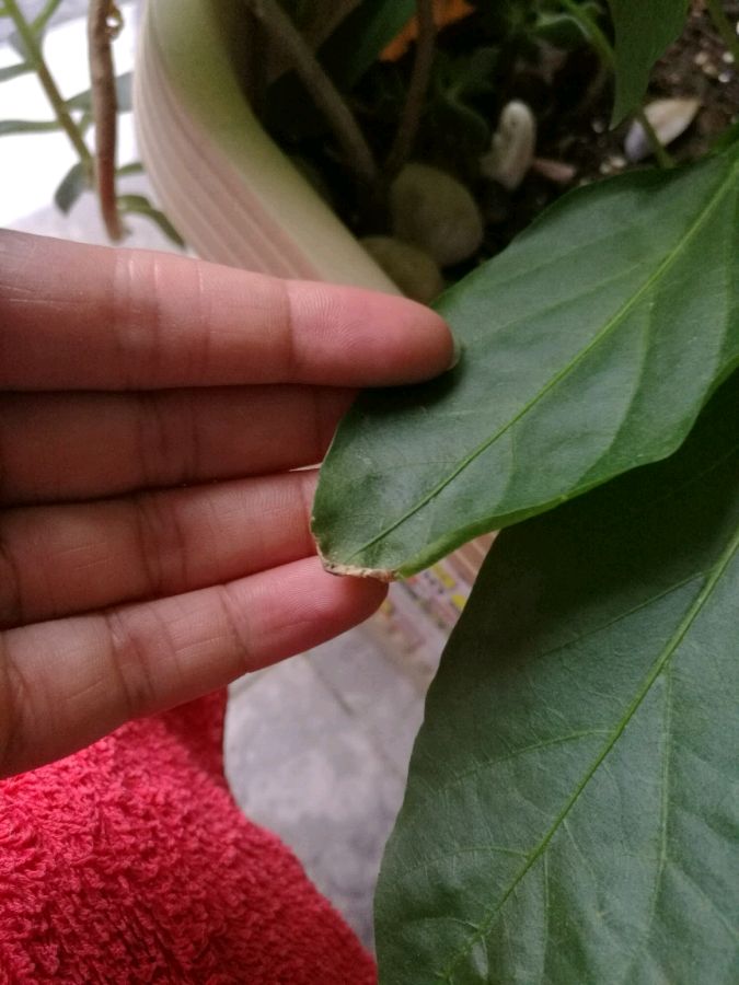 木瓜树的种植方法：掌握要领，轻松培育美味果实