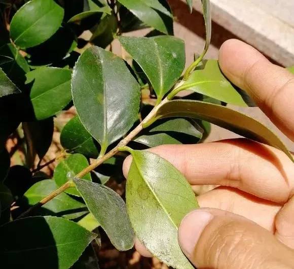 南洋杉的养殖方法和注意事项