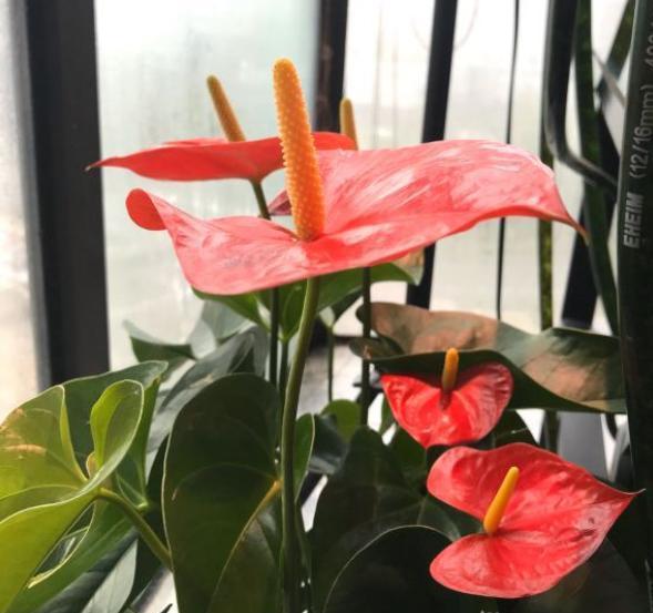 苹果怎么种植盆栽：家庭园艺新选择