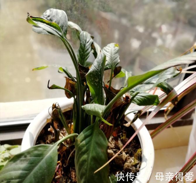 茶花的养护方法