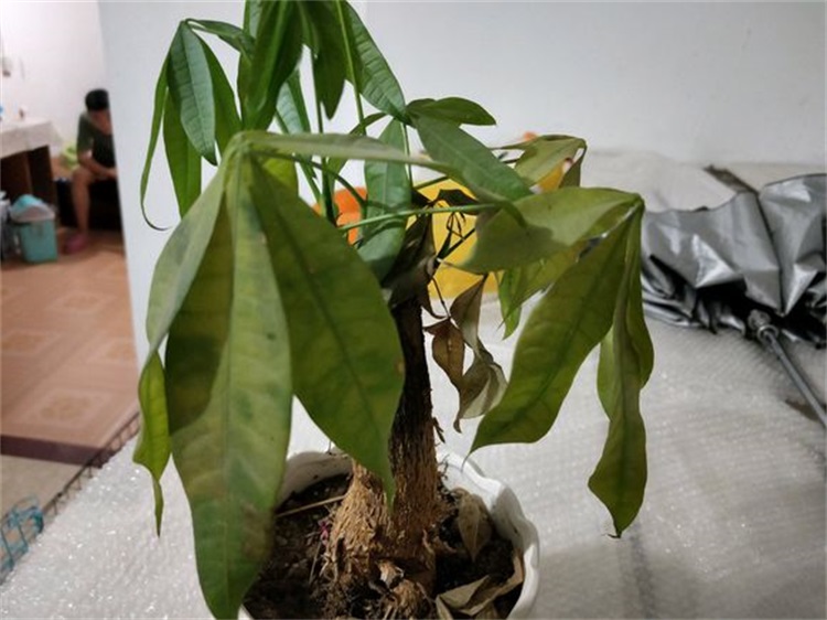 羊的育肥方法：高效养殖指南