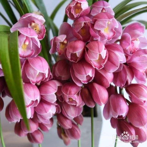 # 含羞草怎么养殖方法:轻松培养这个神奇的感应植物 # 含羞草怎么养殖方法:轻松培养这个神奇的感应植物