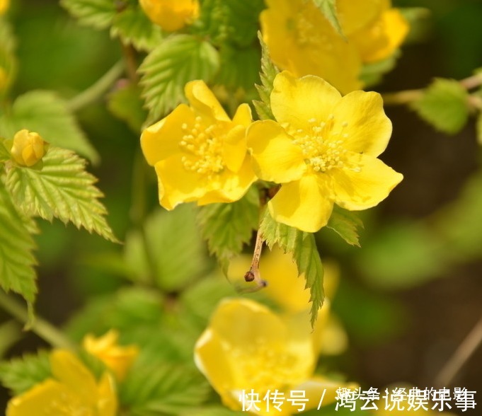 线椒的种植方法：掌握关键步骤，收获鲜美线椒