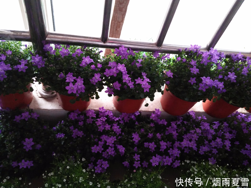 水培一帆风顺的养殖方法和注意事项