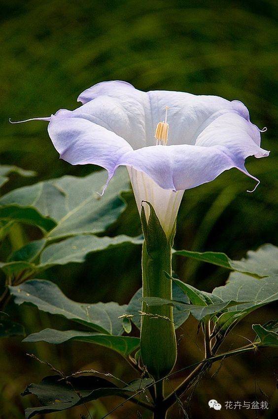 莴苣的种植方法：打造绿色健康菜园