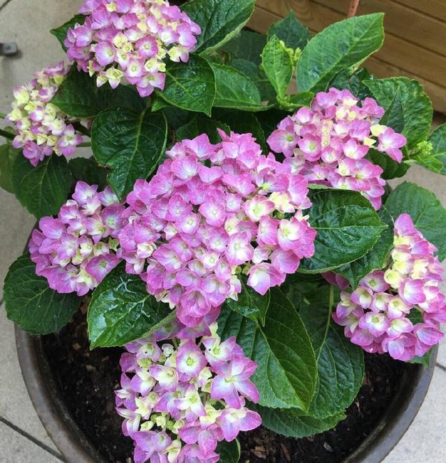 白菜怎么种植方法整地：详解白菜种植技巧