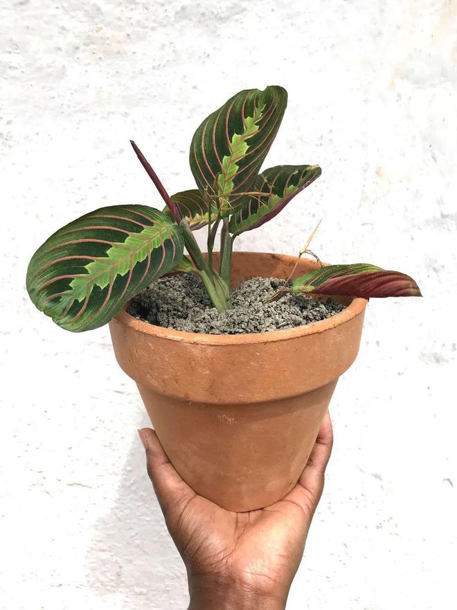 满天星种子种植方法：培育浪漫花海的秘诀