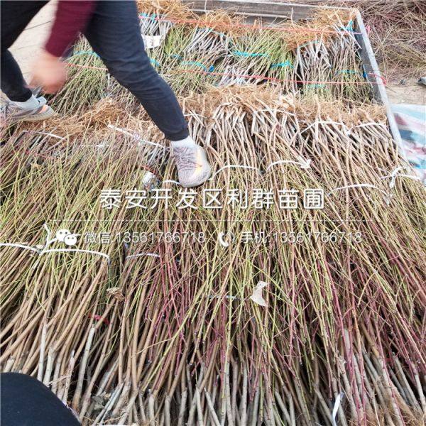 九里香的养殖方法