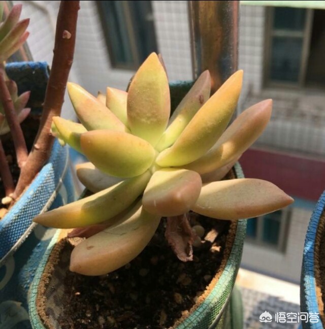 转运竹养护方法：让好运常伴左右