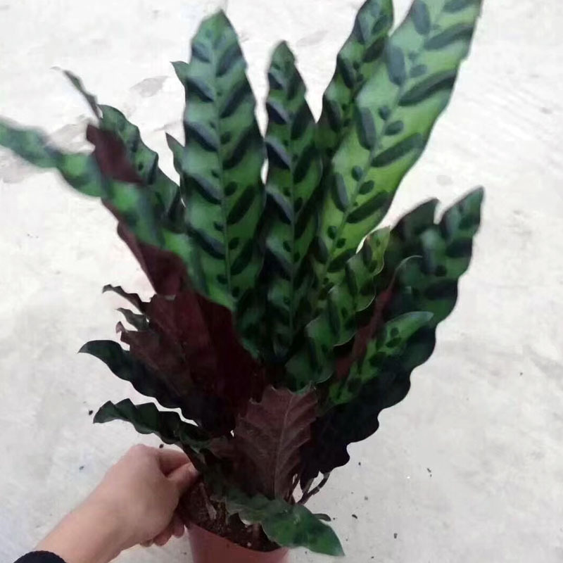扦插的多肉多久浇水 - 植物养殖园丁指南