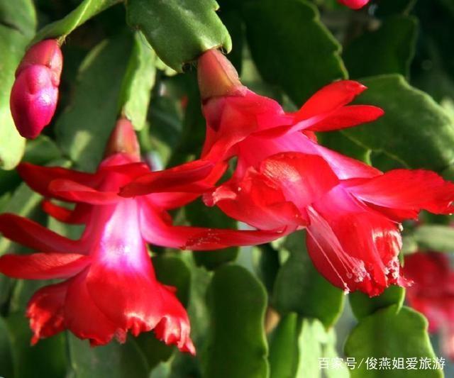玻璃翠怎么养殖方法：掌握关键要点，养出繁茂植株
