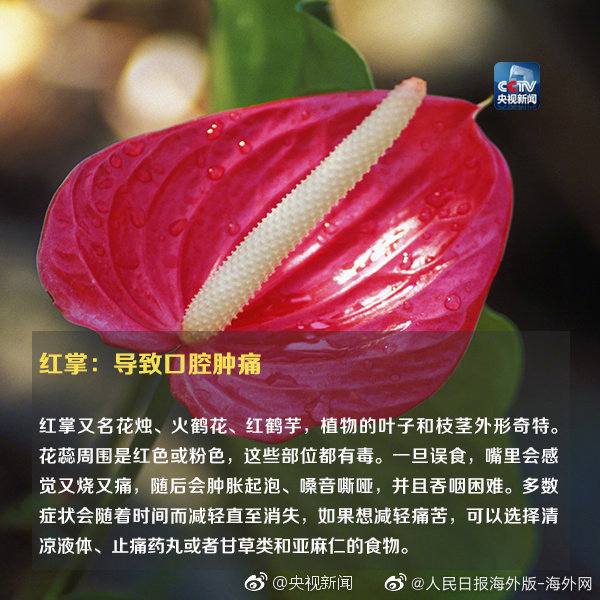 富贵竹的种植方法