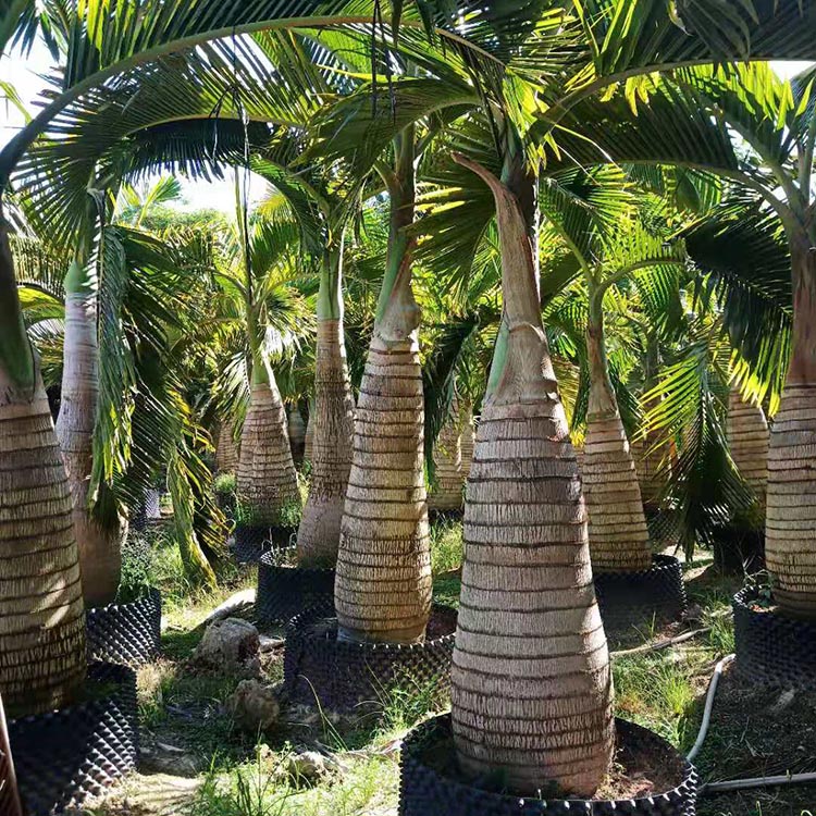 旱金莲种植方法：掌握关键要点，养出繁茂花海