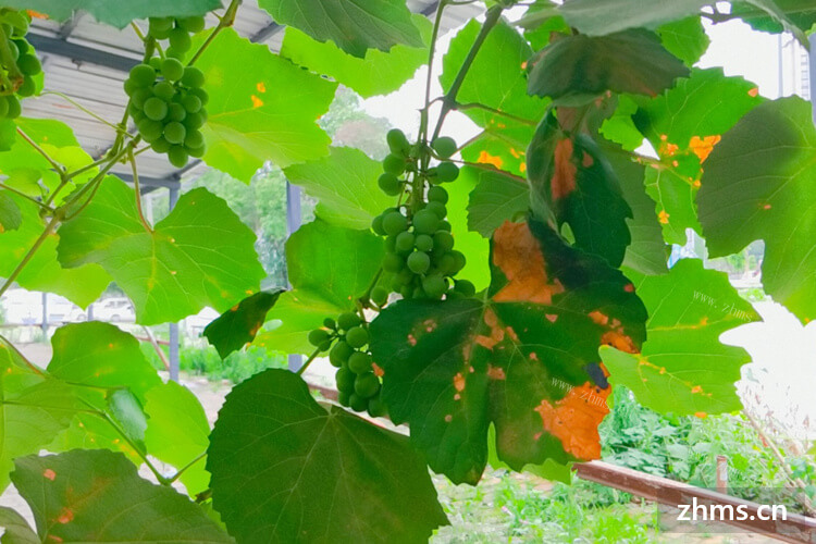 波斯菊种子的种植方法