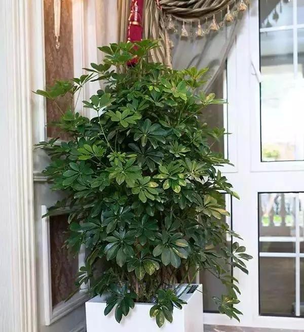 草本海棠花的养殖方法