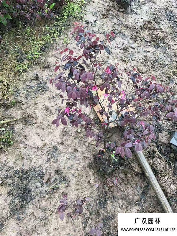 春季杜鹃花的养护方法