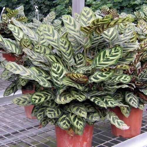 杜鹃茶花的养殖方法