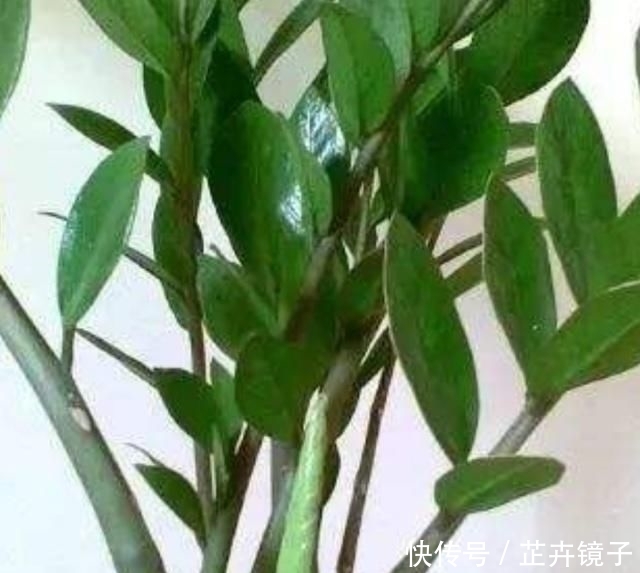 幸福树修剪方法图解：打造健康茂盛的幸福树