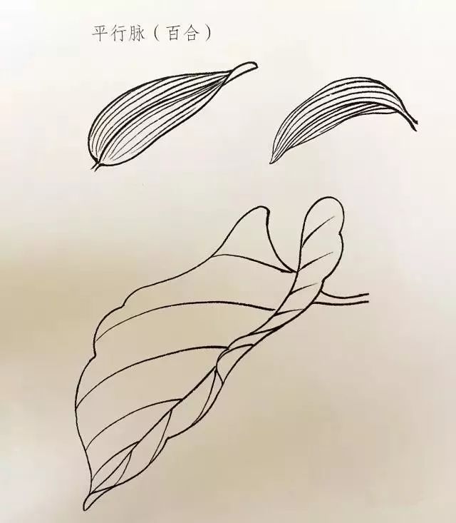 金钱木老桩的养殖方法
