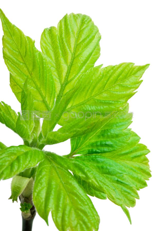 木香花怎么盆栽：家庭养花新选择