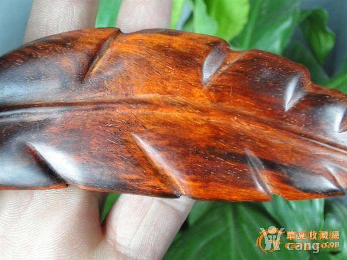 球形盆栽：打造独特家居绿意
