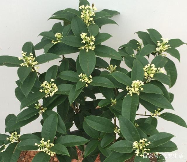 盆栽花卉名称和图片：打造家居绿色氧吧