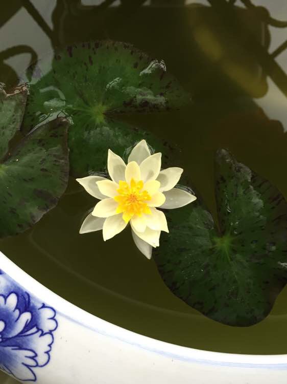 盆栽荷花施肥方法：打造水中花园的秘密武器