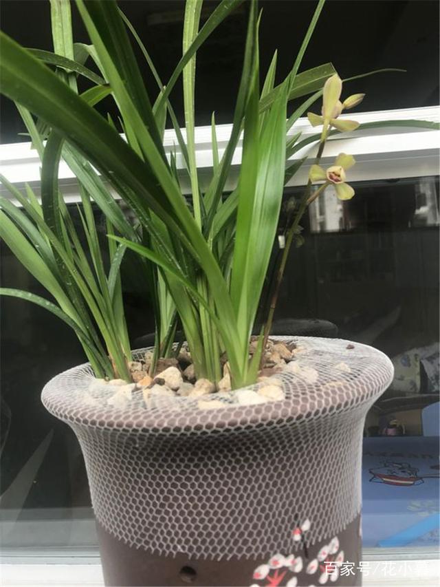盆栽雏菊的种植方法