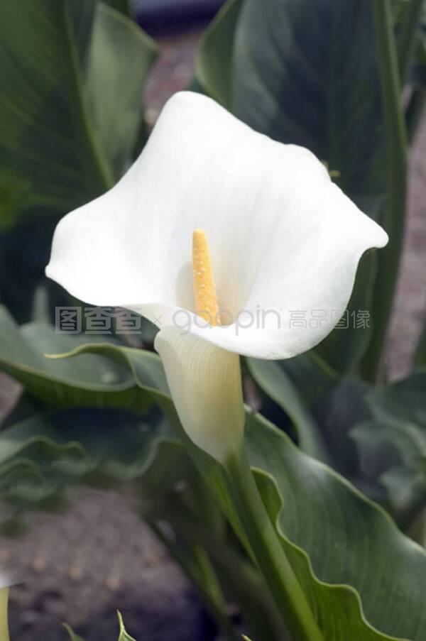 盆栽玫瑰开花时间：掌握最佳观赏期