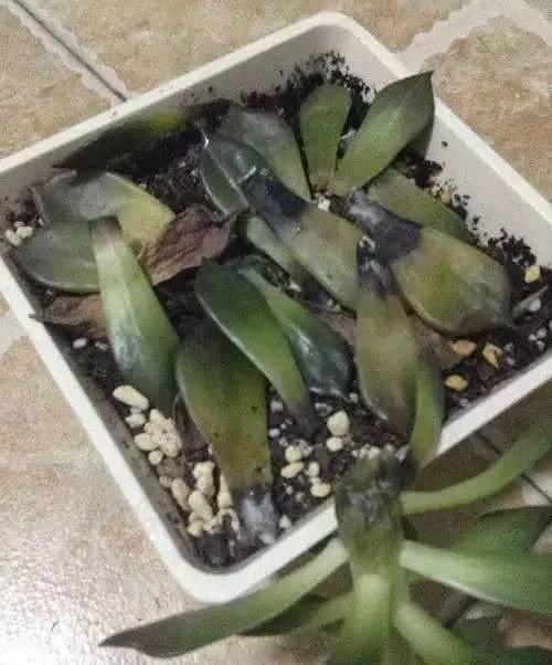 叶肉厚的盆栽：养护秘籍与精选品种
