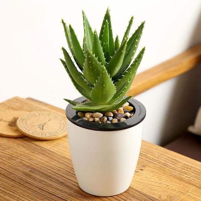 花麒麟的养殖方法：掌握要点，让花麒麟繁茂生长