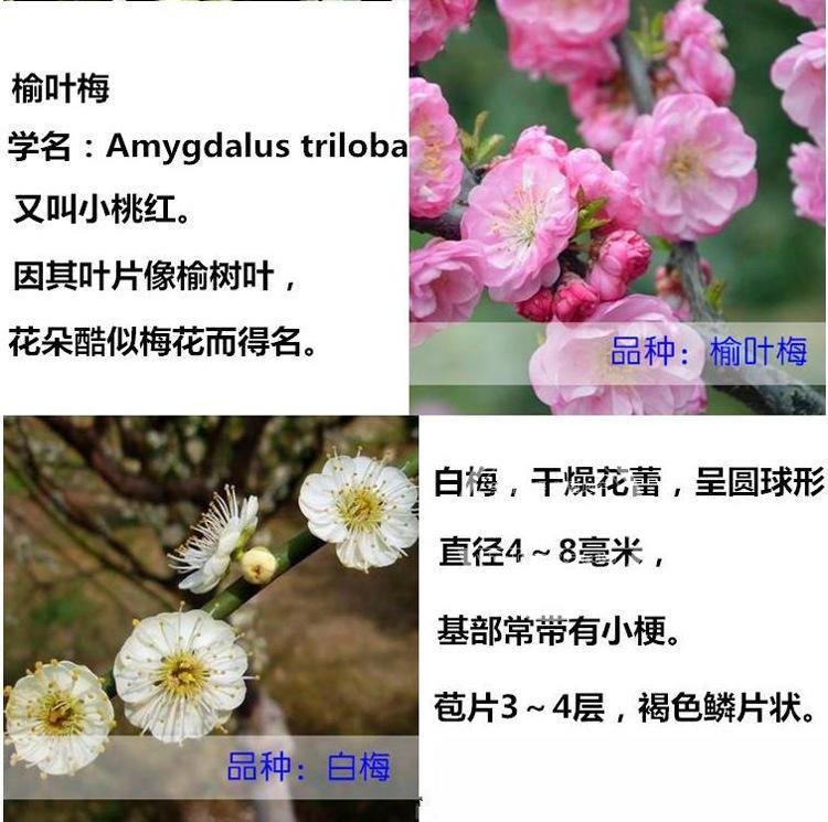 好看好养的盆栽花卉