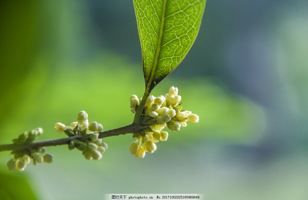 桂花苗怎么盆栽方法：种植与养护指南