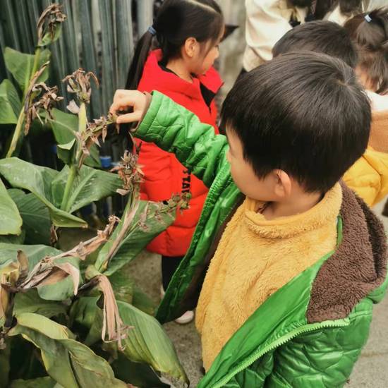 盆栽蝴蝶兰图片：养护心得与鉴赏指南