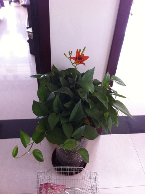 橙子籽怎么种盆栽：家庭种植指南