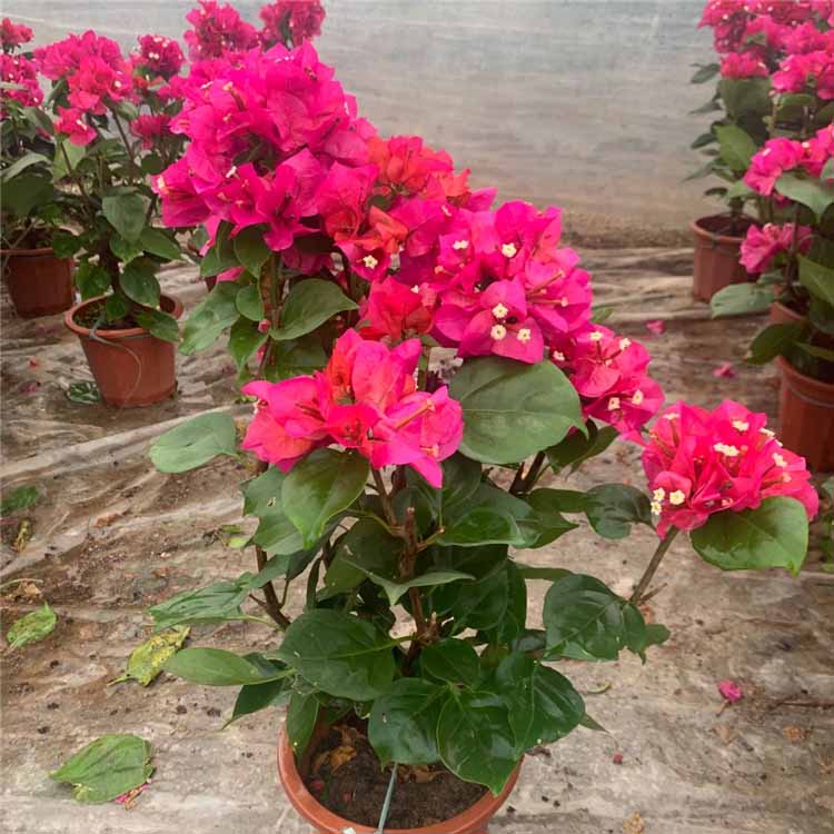 # 柠檬树苗种植方法:培育健康柠檬树的完整指南 # 柠檬树苗种植方法:培育健康柠檬树的完整指南