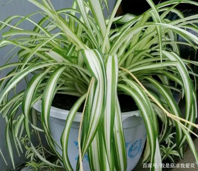 火龙果盆栽管理：家庭种植的甜蜜指南