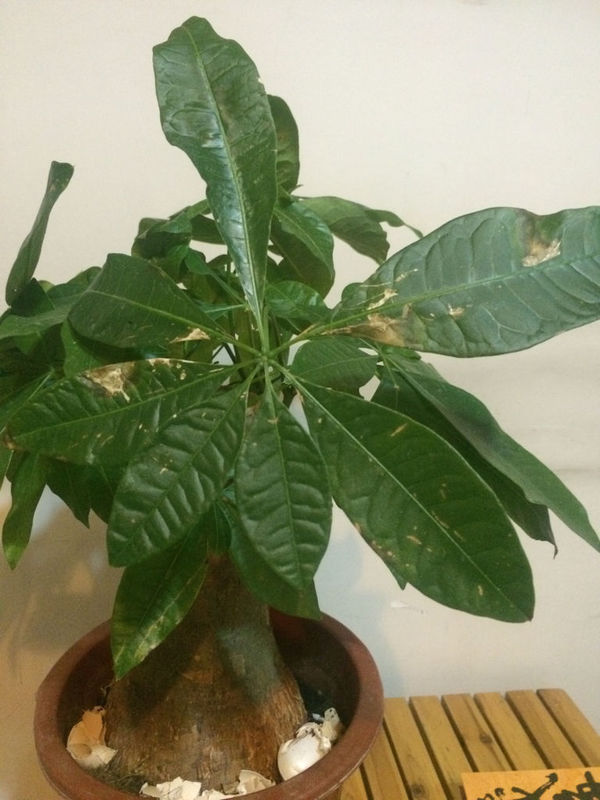 矢车菊种植盆栽 pH：关键因素解析