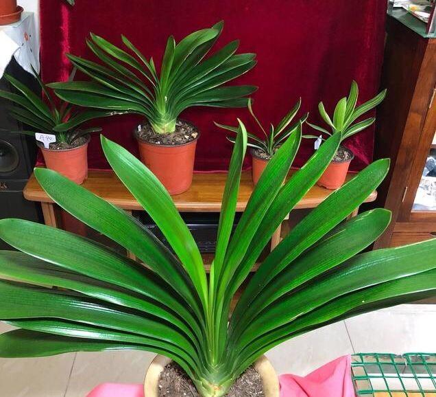 盆栽蒲公英的种植方法
