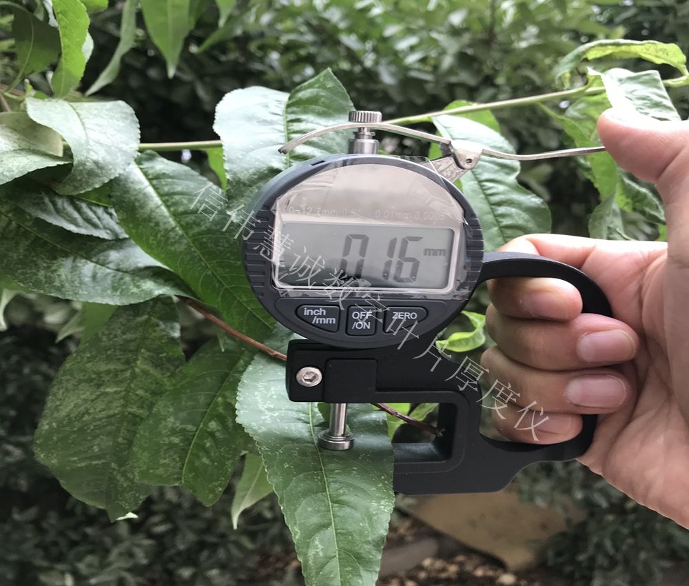 柿子盆栽吗：家庭种植指南与养护技巧