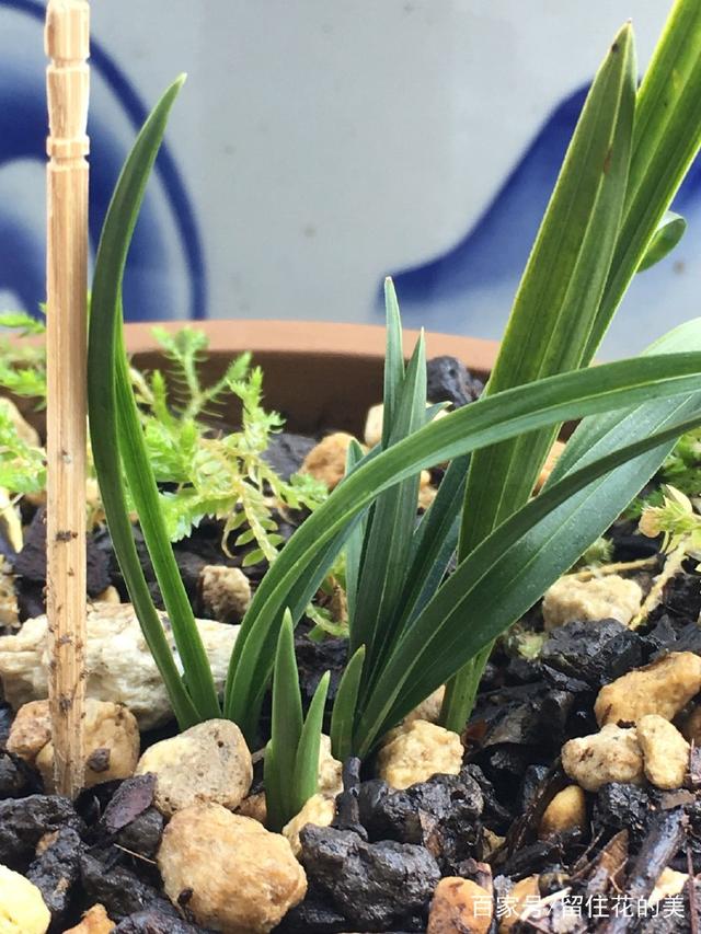 巢虫净使用方法：告别害虫困扰，守护植物健康