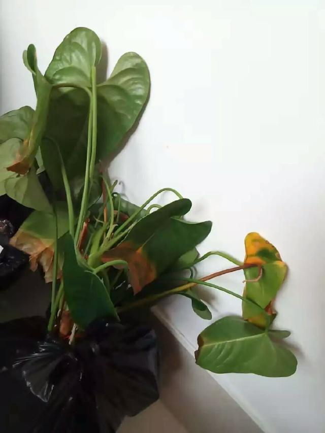 桂圆盆栽吗：打造家中绿意盎然的盆栽佳品