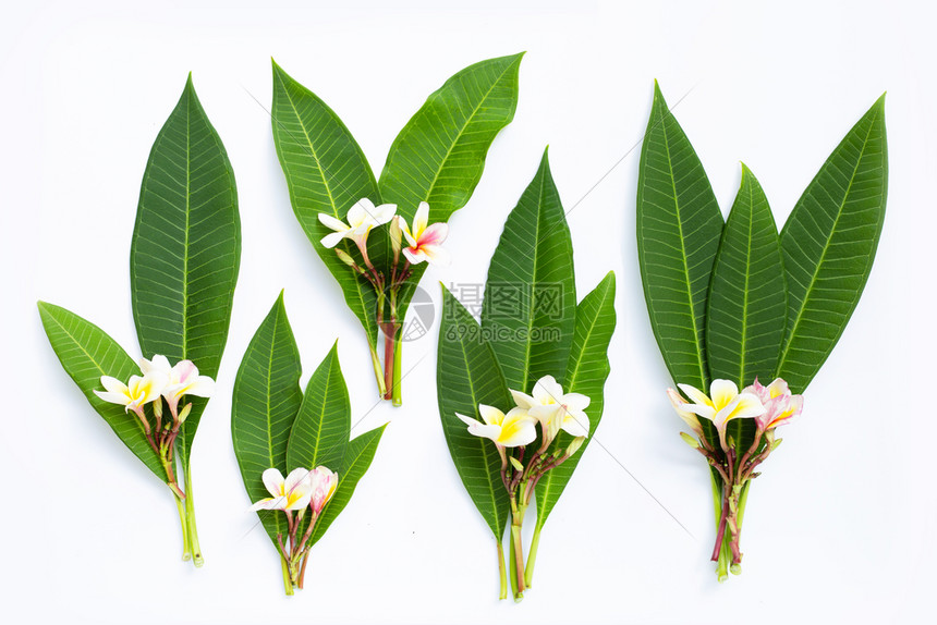 盆栽栀子花怎么养：专家园丁的养护指南