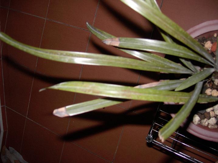 棠棣花扦插育苗：繁殖技巧与养护指南