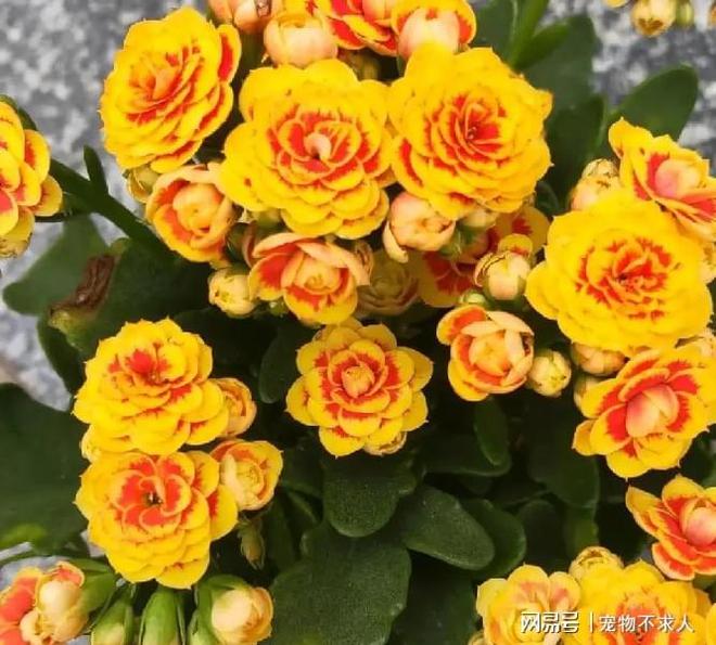 发财树扦插视频：掌握技巧，轻松繁殖