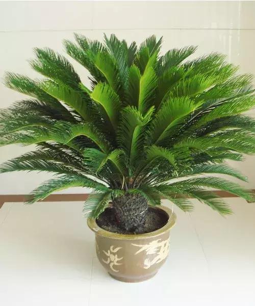 平安树怎样扦插 - 植物养殖园丁指南