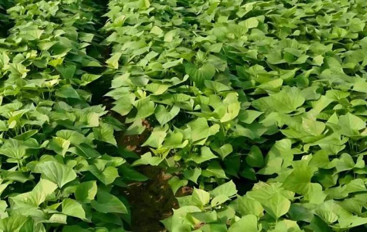 红薯扦插技术：高效繁殖新方法